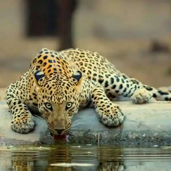 Jawai Leopard Safari Booking: Packages, Prices, and Travel Tips