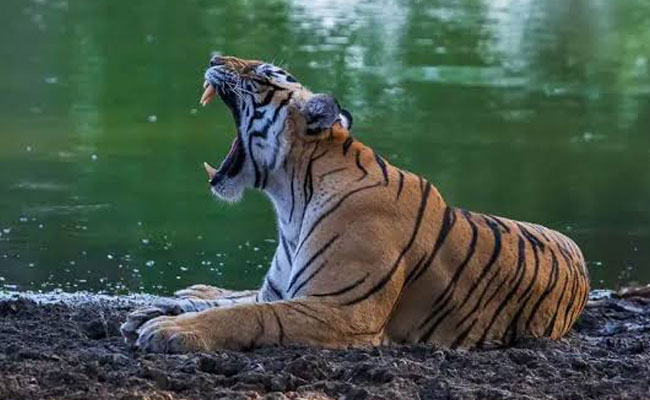 Golden Triangle with Ranthambore